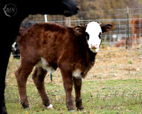 Kelleher Farm