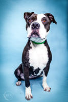 Midlothian Animal Division